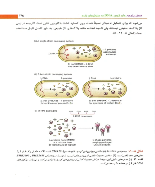 کلون سازی ژن ها و انالیز DNA - نمونه اول - جزیره کتاب های الکترونیکی